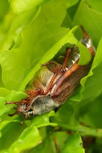<i>Melolontha melolontha</i>