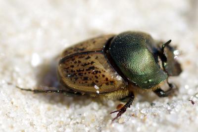 <i>Onthophagus vacca</i>