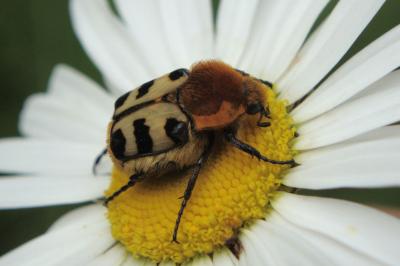 <i>Trichius gallicus</i>