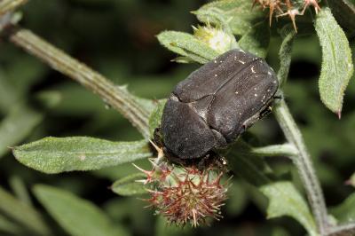 <i>Netocia morio</i>