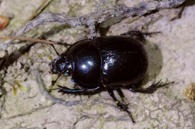 <i>Anoplotrupes stercorosus</i>