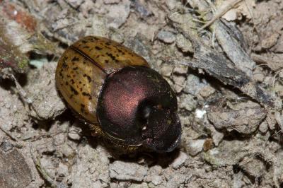 Onthophagus coenobita