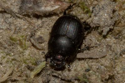 Onthophagus ovatus