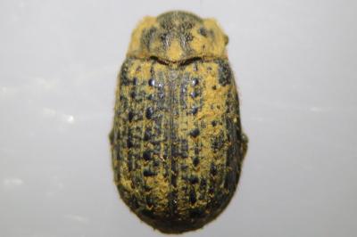 Trox hispidus