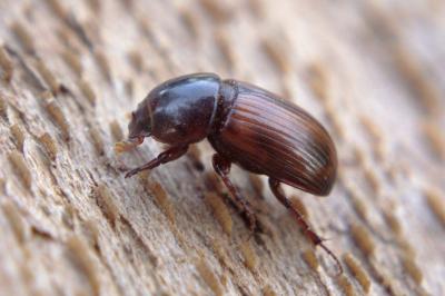 Bodilopsis rufa
