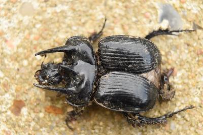 Typhaeus typhoeus