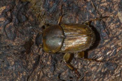 Euoniticellus fulvus