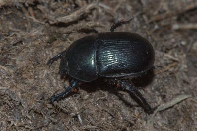 Geotrupes mutator