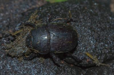 Geotrupes mutator