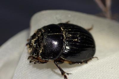 Copris lunaris