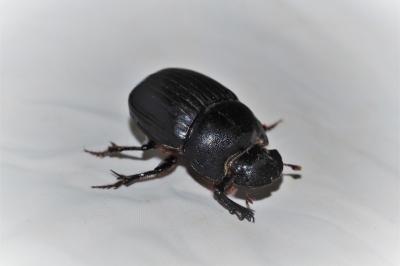 Copris lunaris