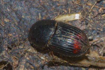 Otophorus haemorrhoidalis