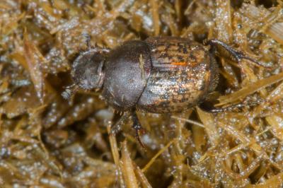 Onthophagus similis