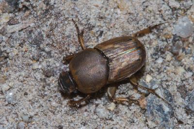 Euoniticellus fulvus