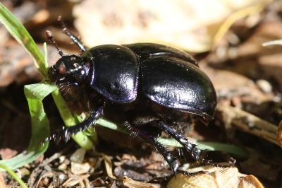 Anoplotrupes stercorosus