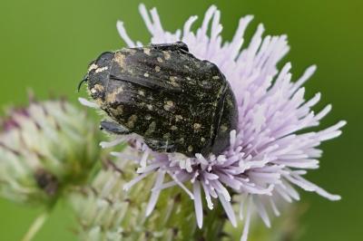 Oxythyrea funesta