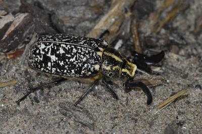 Polyphylla fullo