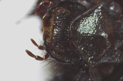 Geotrupes spiniger