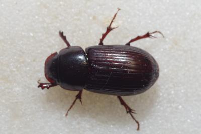 Acrossus rufipes