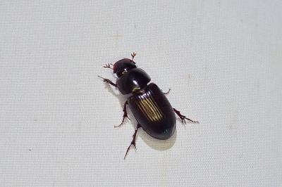 Acrossus rufipes