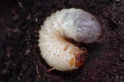 Cetonia aurata