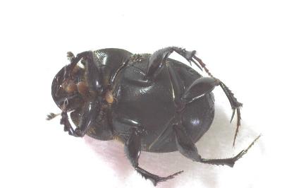 Onthophagus taurus