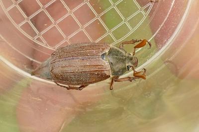 Melolontha melolontha