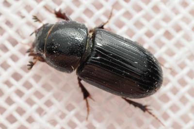 <i>Nialus varians</i>