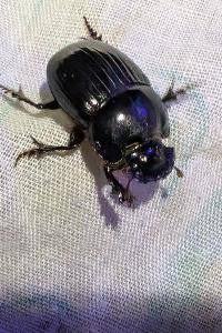 <i>Copris lunaris</i>