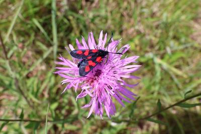 <i>Zygaena trifolii</i>