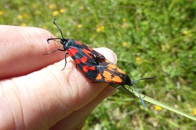 <i>Zygaena transalpina</i>