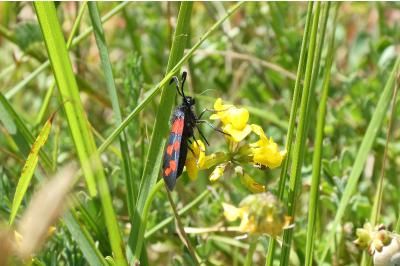 <i>Zygaena transalpina</i>