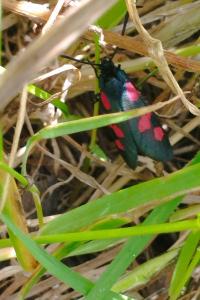 <i>Zygaena trifolii</i>