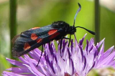 <i>Zygaena trifolii</i>
