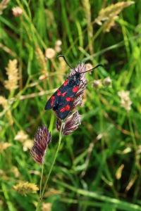 <i>Zygaena filipendulae</i>