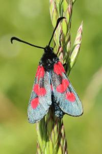 <i>Zygaena trifolii</i>