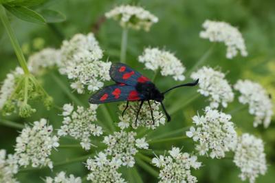 <i>Zygaena trifolii</i>
