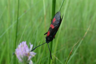 <i>Zygaena trifolii</i>