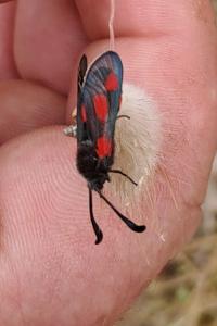<i>Zygaena sarpedon</i>