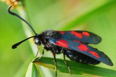 <i>Zygaena trifolii</i>