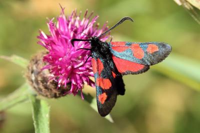 <i>Zygaena trifolii</i>