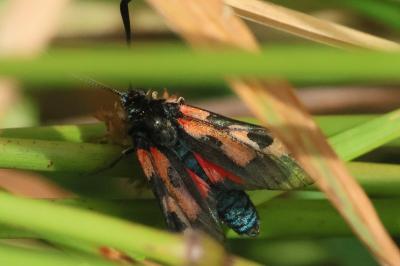 <i>Zygaena trifolii</i>