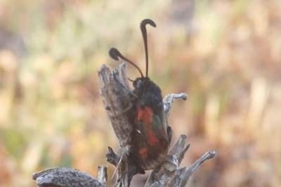 <i>Zygaena sarpedon</i>