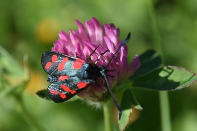 <i>Zygaena filipendulae</i>