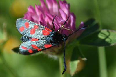 <i>Zygaena filipendulae</i>