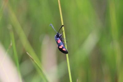 <i>Zygaena trifolii</i>