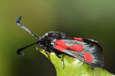 <i>Zygaena sarpedon</i>