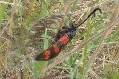 <i>Zygaena filipendulae</i>