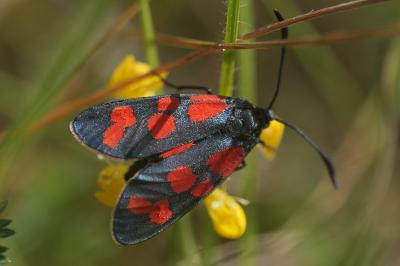<i>Zygaena transalpina</i>