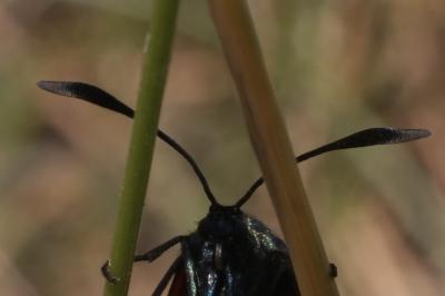 <i>Zygaena transalpina</i>